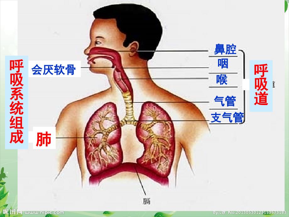 七年级生物下册 第三章 第一节呼吸道对空气处理_第3页