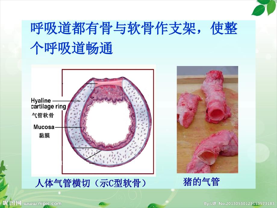 七年级生物下册 第三章 第一节呼吸道对空气处理_第4页