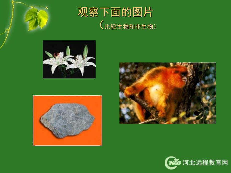 生物的特征_第3页