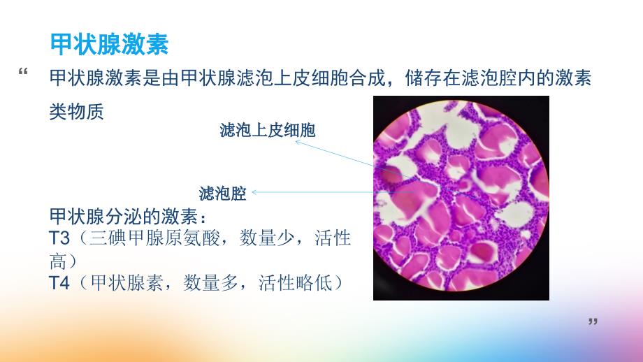 甲状腺激素的合成课件.ppt_第2页