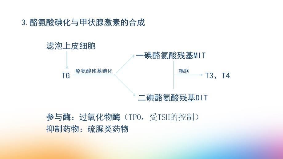 甲状腺激素的合成课件.ppt_第5页