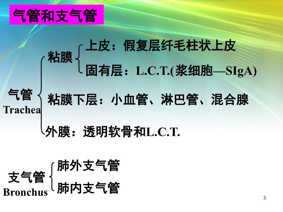 呼吸系统生理及常见病参考PPT_第3页