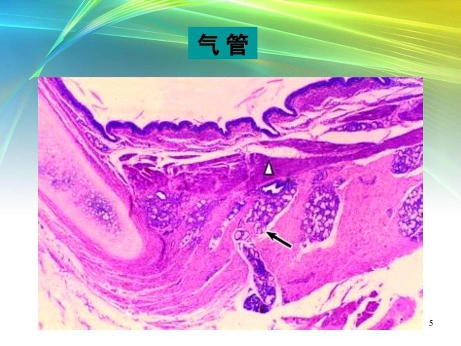 呼吸系统生理及常见病参考PPT_第5页