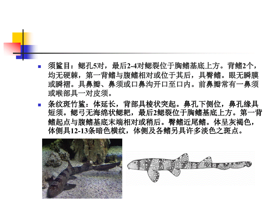 鱼类分类实验室标本_第1页