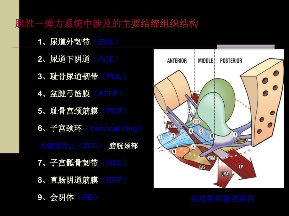 IntegralTheory盆底动力解剖与盆底重建手术课件幻灯PPTPPT文档_第2页