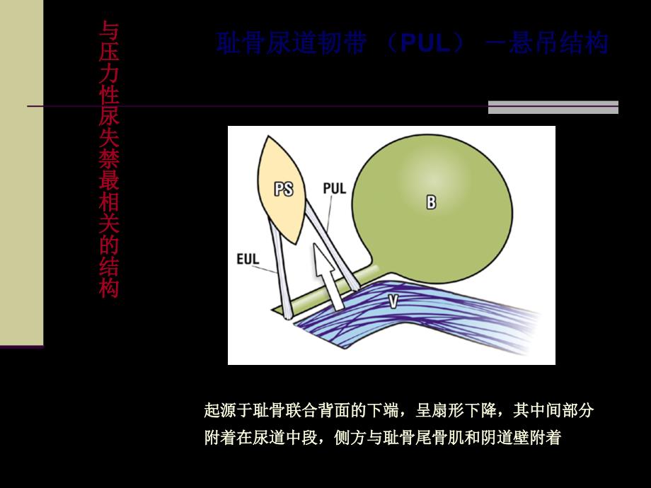 IntegralTheory盆底动力解剖与盆底重建手术课件幻灯PPTPPT文档_第3页