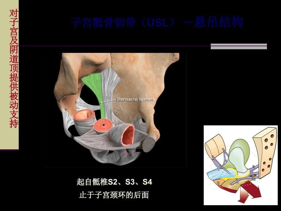 IntegralTheory盆底动力解剖与盆底重建手术课件幻灯PPTPPT文档_第5页