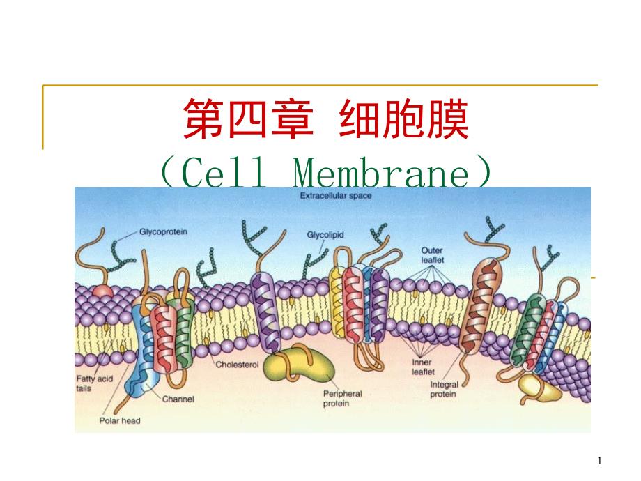 细胞膜分子生物学细胞膜结构_第1页