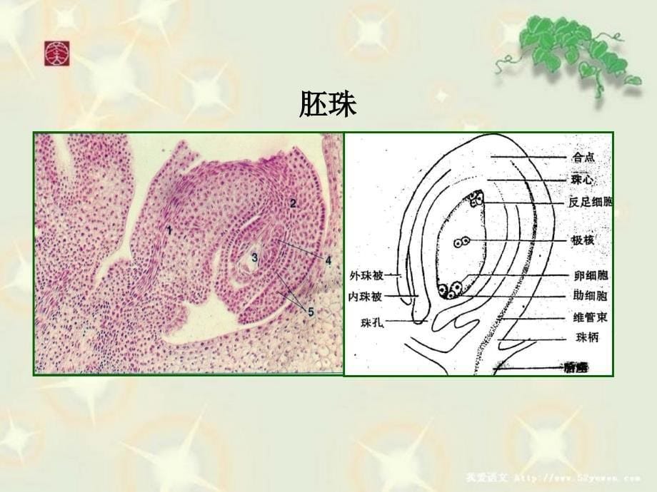 胚珠的发育和胚囊的形成_第5页