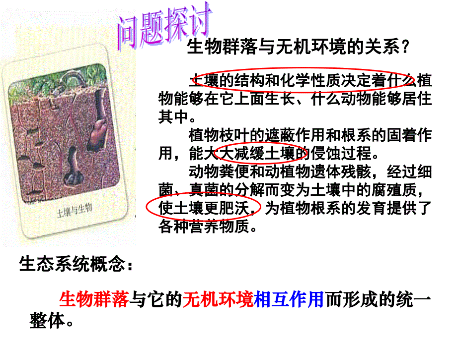 生态系统的结构PPTPPT通用课件_第2页