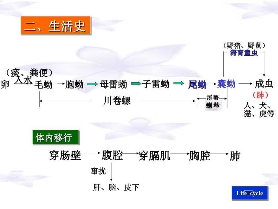 肺吸虫、曼氏绦虫、带绦虫、细粒棘球绦虫邹_第5页