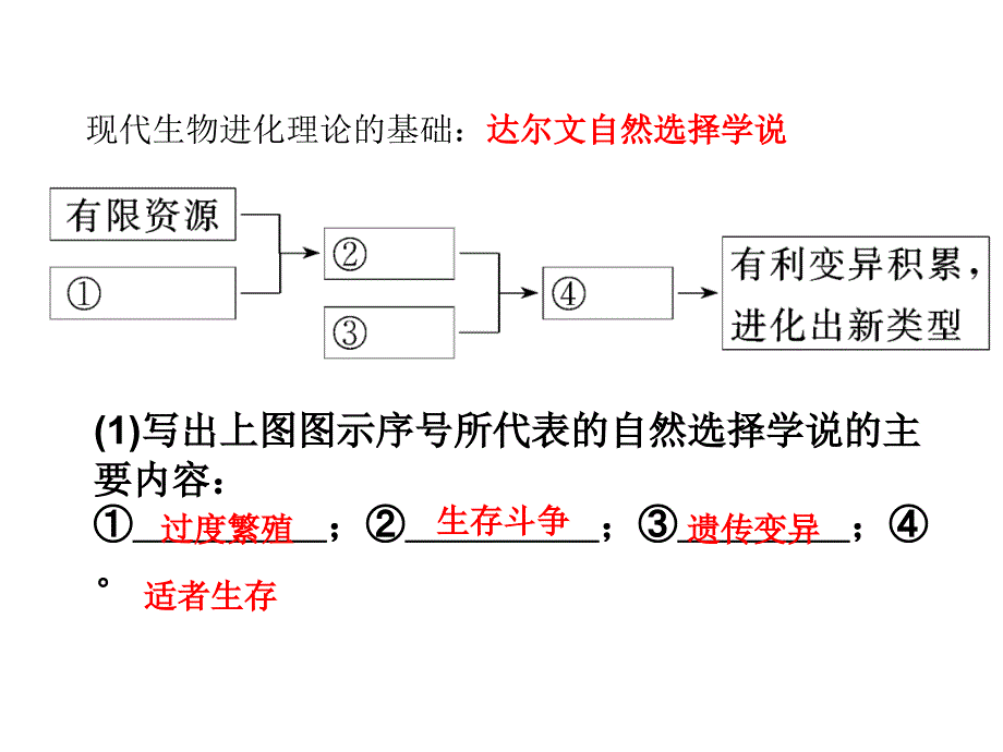 高三一轮复习生物的进化_第3页