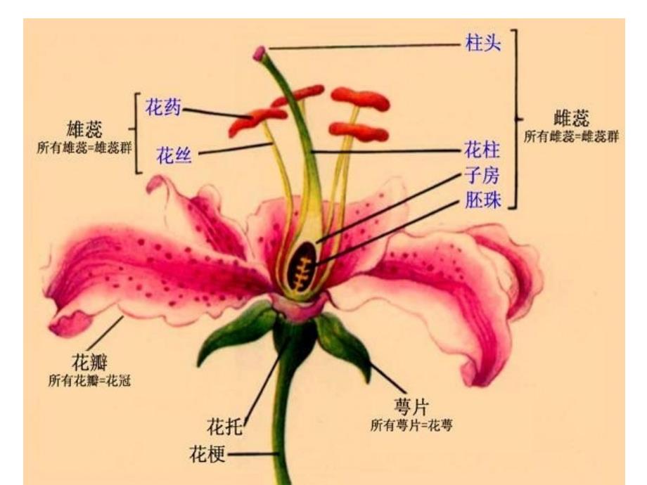 第四节被子植物门细辛大黄_第4页