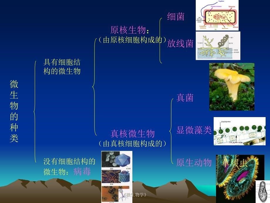 微生物学章节件_第5页