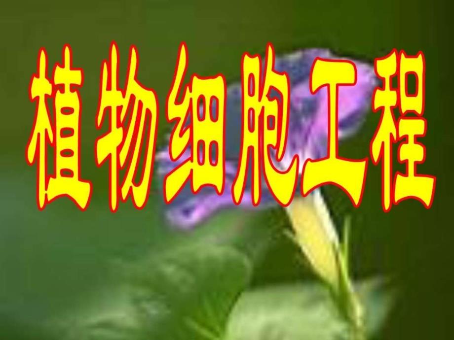 植物细胞工程的基本技术.ppt_第1页