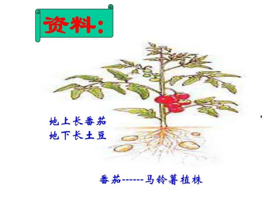 植物细胞工程的基本技术.ppt_第2页