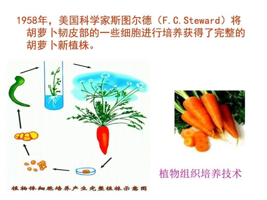 植物细胞工程的基本技术.ppt_第4页