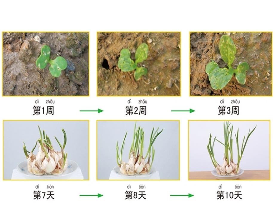 一年级上册科学课件1.5植物是活的吗 4 l教科版 (共9张PPT)教学文档_第4页