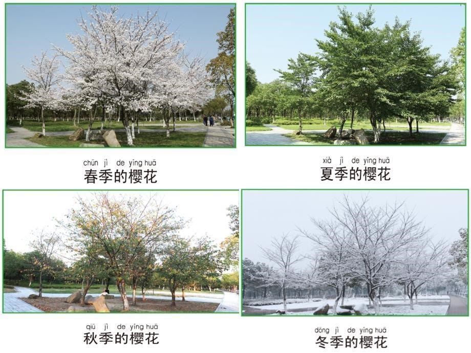 一年级上册科学课件1.5植物是活的吗 4 l教科版 (共9张PPT)教学文档_第5页