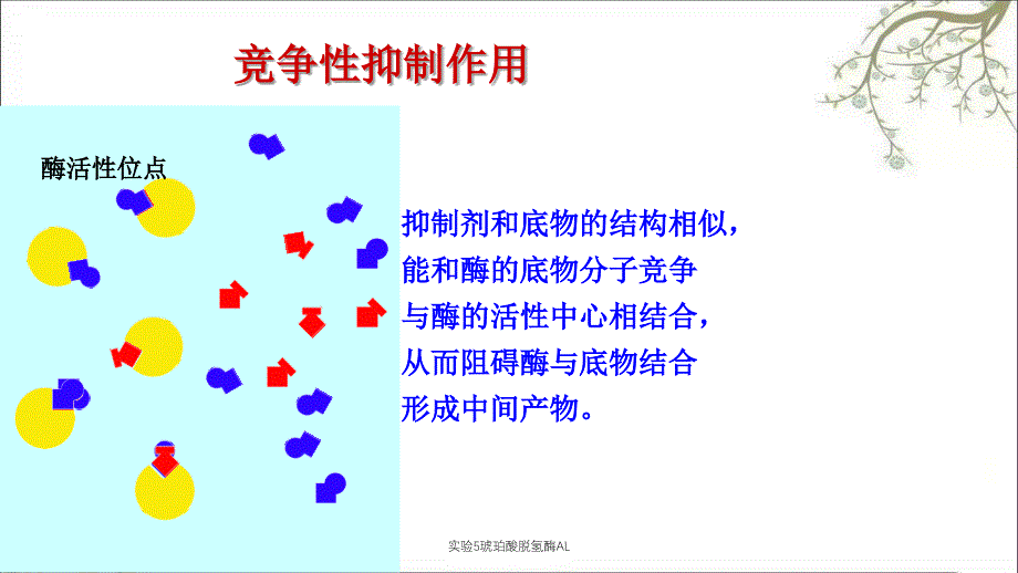 实验5琥珀酸脱氢酶AL_第3页