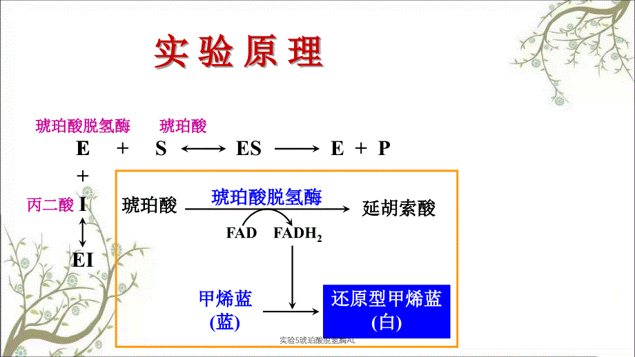 实验5琥珀酸脱氢酶AL_第5页