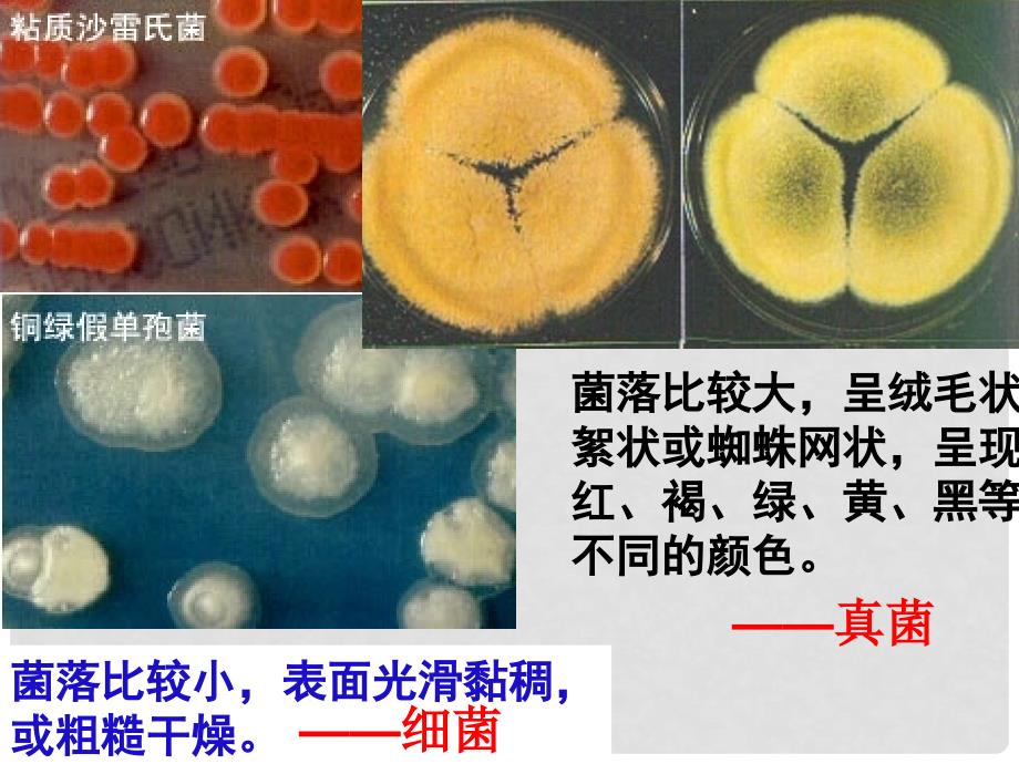 广州市白云区汇侨中学八年级生物上册《5.4.2细菌》课件 新人教版_第2页