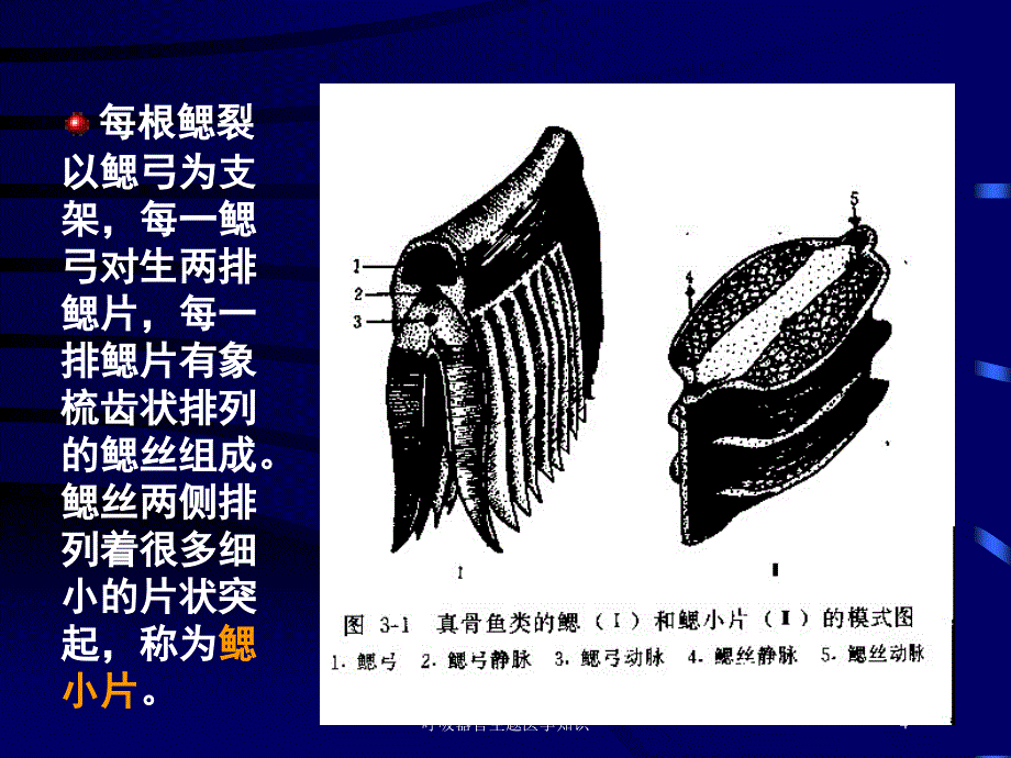 呼吸器官主题医学知识培训课件_第4页