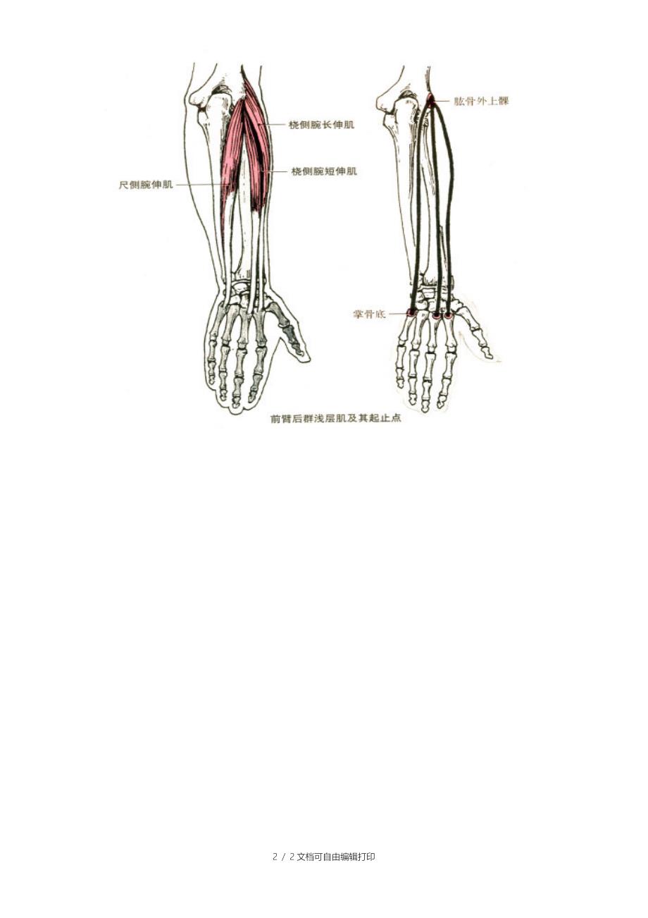 尺侧腕伸肌桡侧腕长伸肌和桡侧腕短伸肌的解剖_第2页