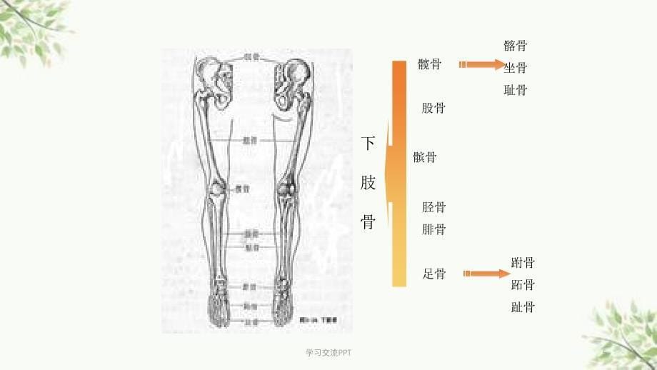 骨科护理基本知识课件_第5页