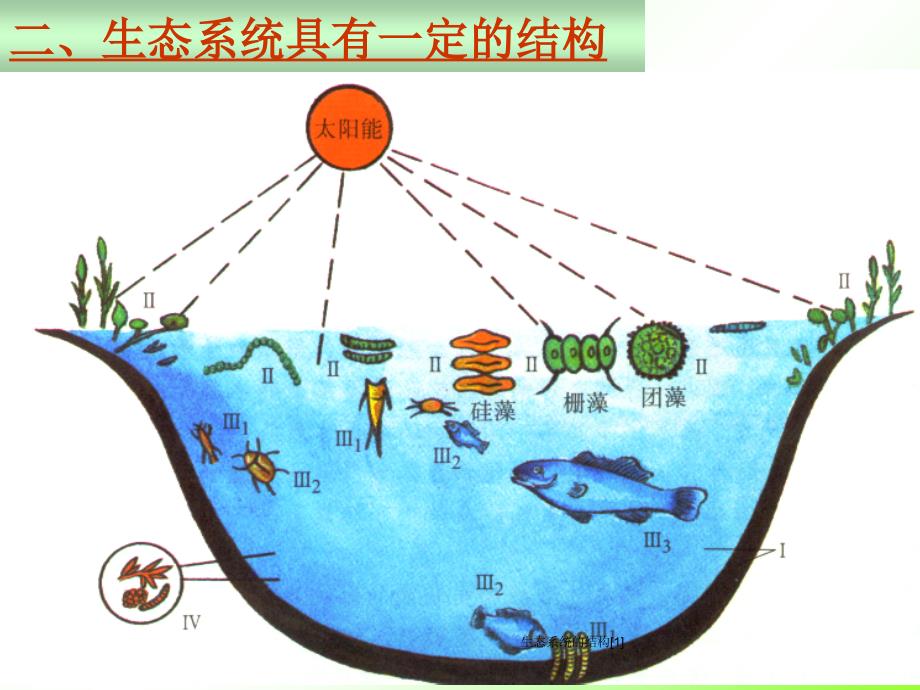 生态系统的结构1_第4页