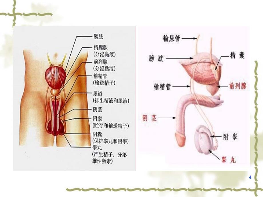 人工授精优秀课件_第4页