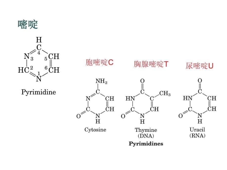 生物化学PT课件_第5页