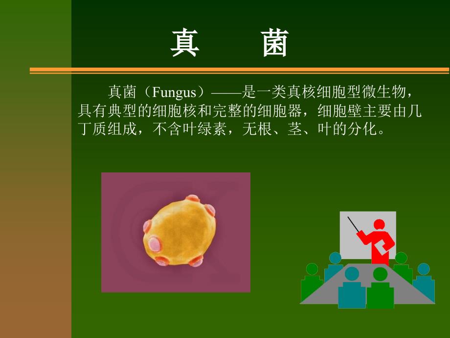 医学免疫学与医学微生物学课件第二十四章真菌_第1页