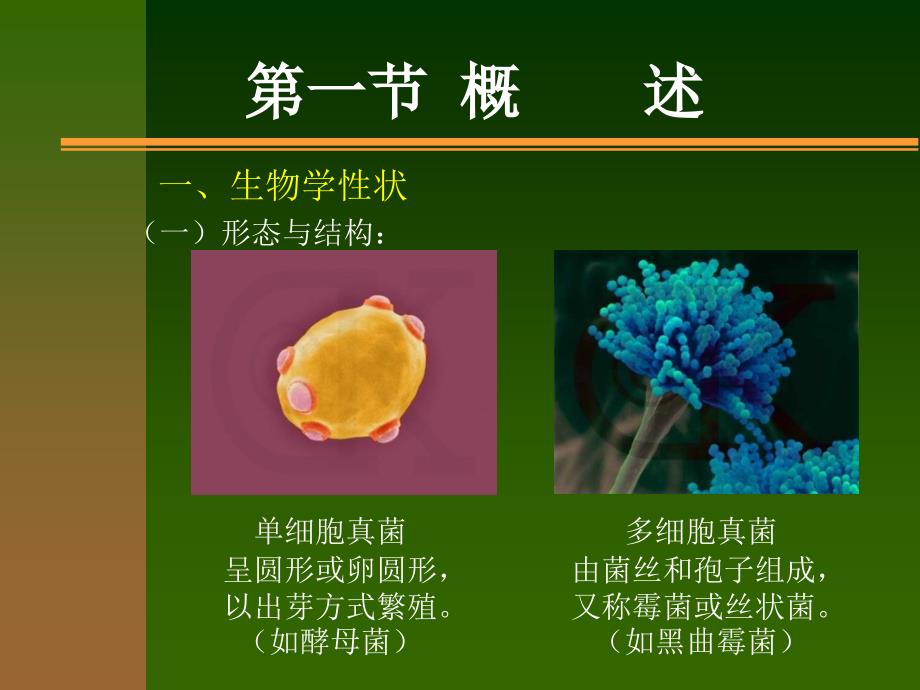 医学免疫学与医学微生物学课件第二十四章真菌_第2页