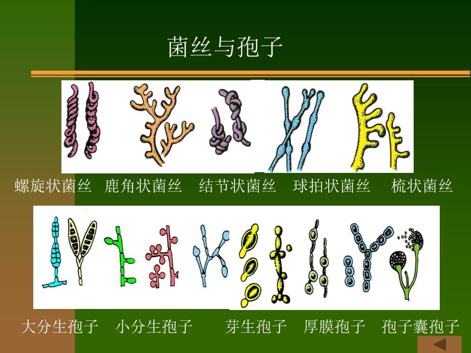 医学免疫学与医学微生物学课件第二十四章真菌_第3页