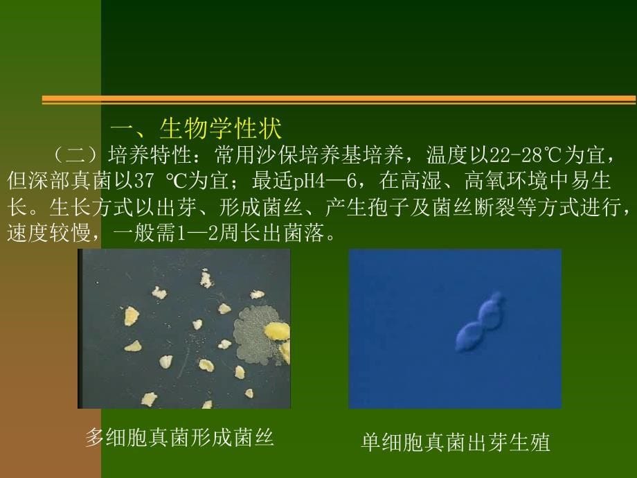 医学免疫学与医学微生物学课件第二十四章真菌_第5页