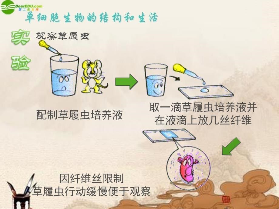 最新七年级生物上册第四节单细胞生物体课件冀教版课件_第5页