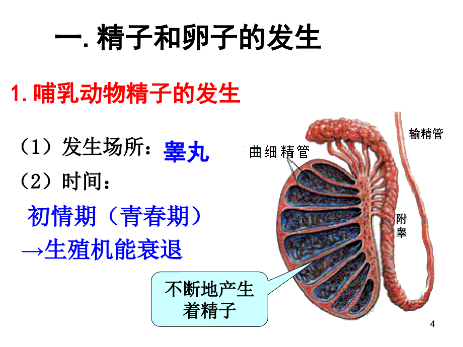 体内受精和早期胚胎发育ppt课件_第4页