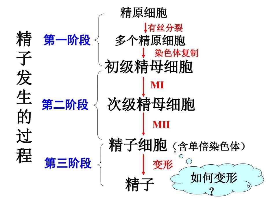 体内受精和早期胚胎发育ppt课件_第5页