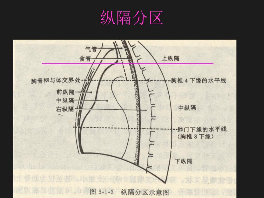 《医学纵隔教程》PPT课件演示教学_第2页