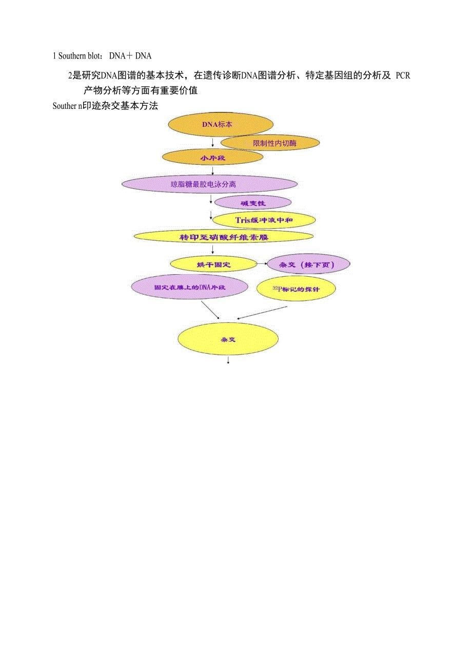 基因工程的基本技术_第5页