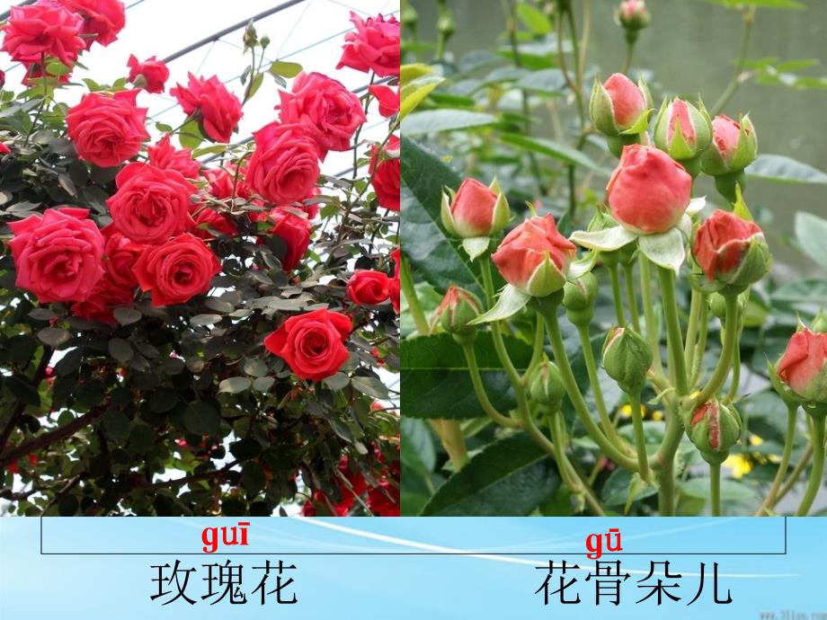 4《小鹿的玫瑰花》课件 (2)_第3页