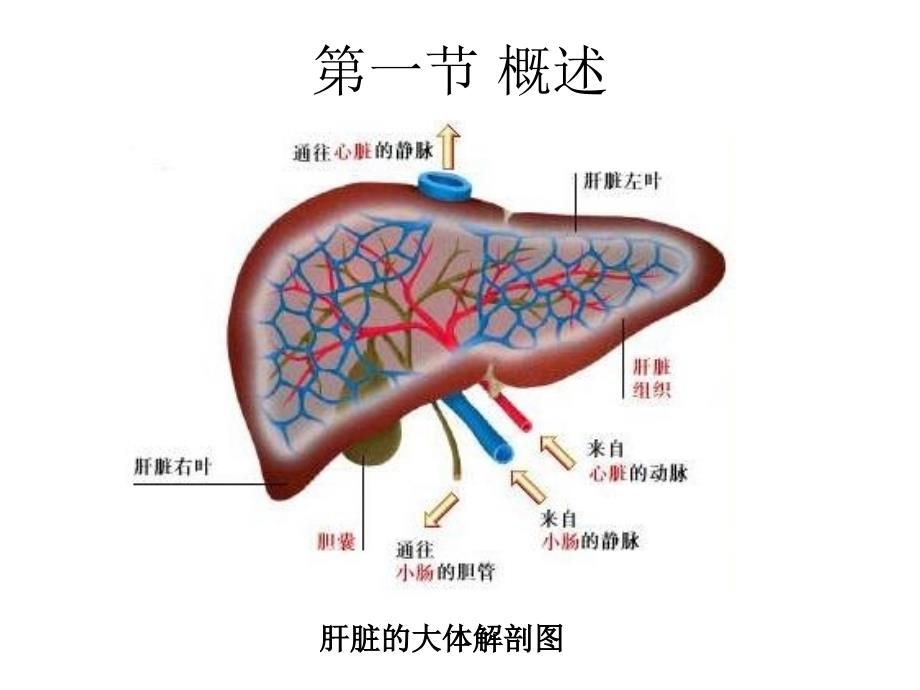 病理生理学-肝功能不全_第3页