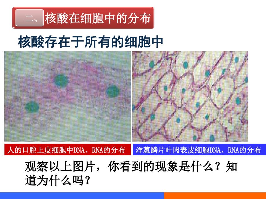 遗传信息的携带者——核酸_第4页