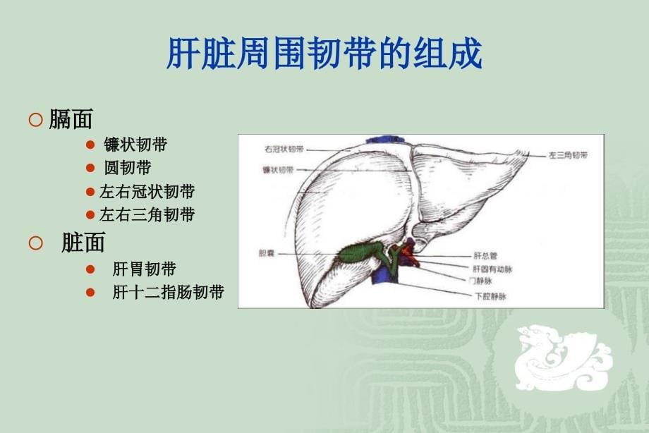 外科学课件35-肝脏疾病_叶勇_第5页