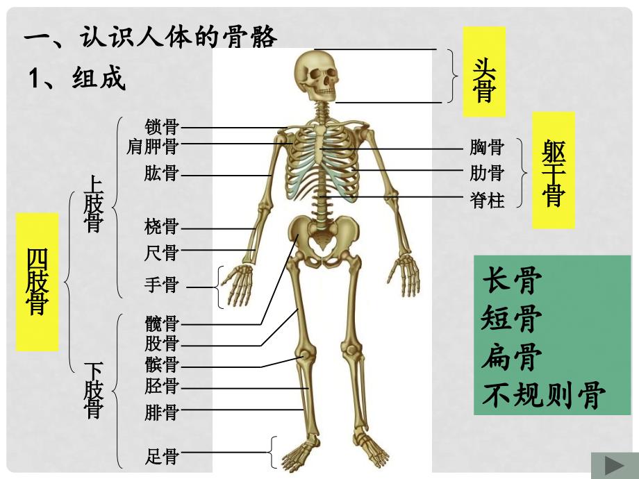 江苏省无锡市东林中学八年级生物《人体的支持与运动》课件 人教新课标版_第3页