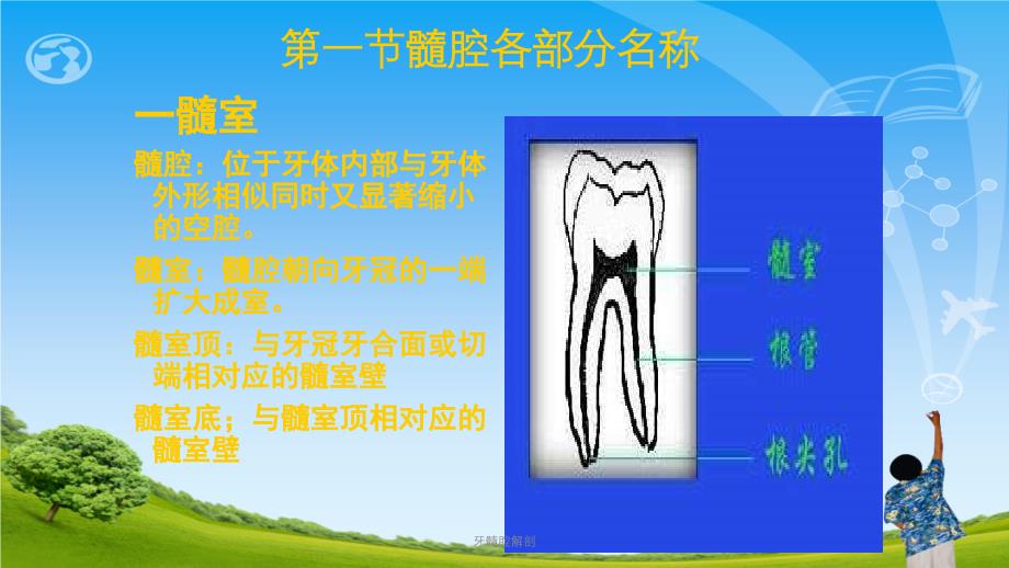 牙髓腔解剖ppt课件_第4页