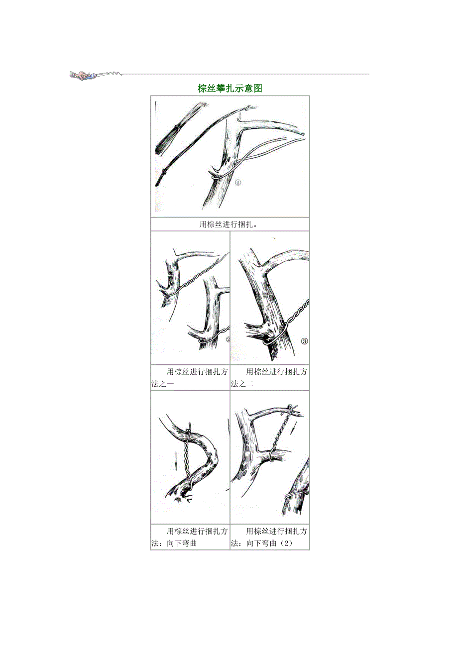 棕丝攀扎示意图.doc_第1页