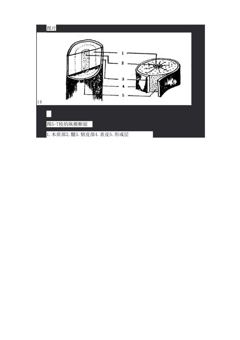 苗木的营养繁殖二_第4页