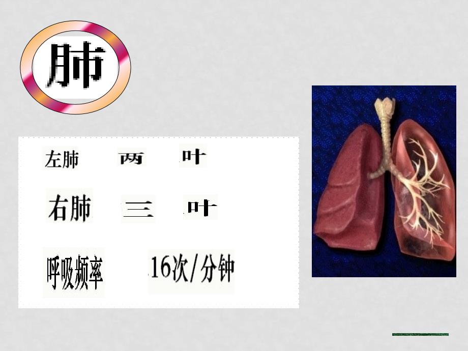 七年级生物 第二节 发生在肺内的气体交换课件_第3页